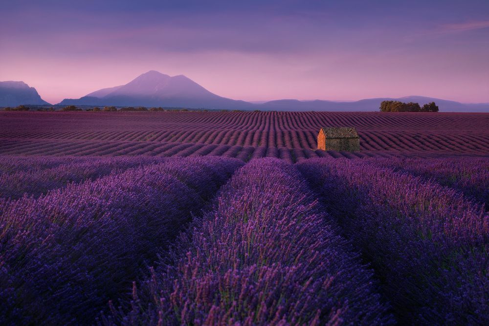 A small stone house in a lavender field
