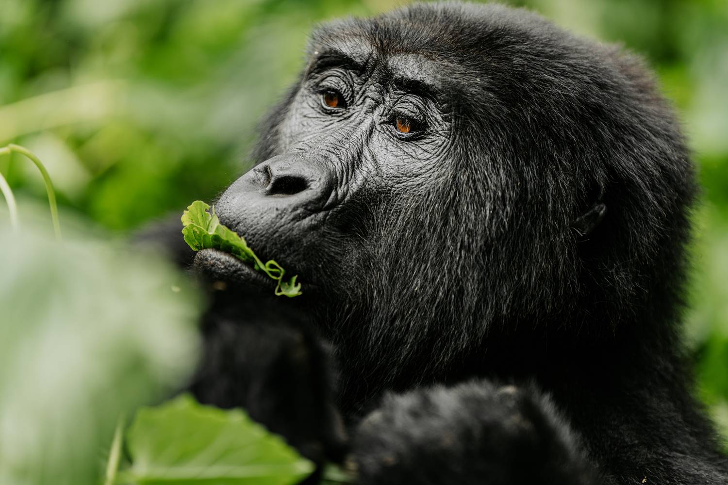 Amber Eyes of Bwindi