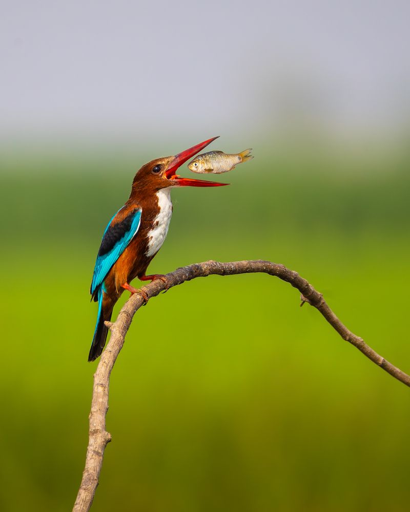 Фотография автора Aritra Nath