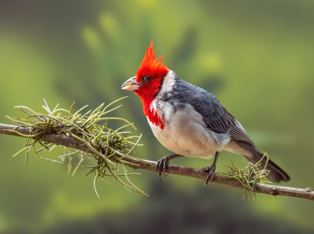 Photograph by Valdir Hobus