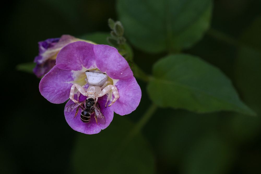 Floral Deception