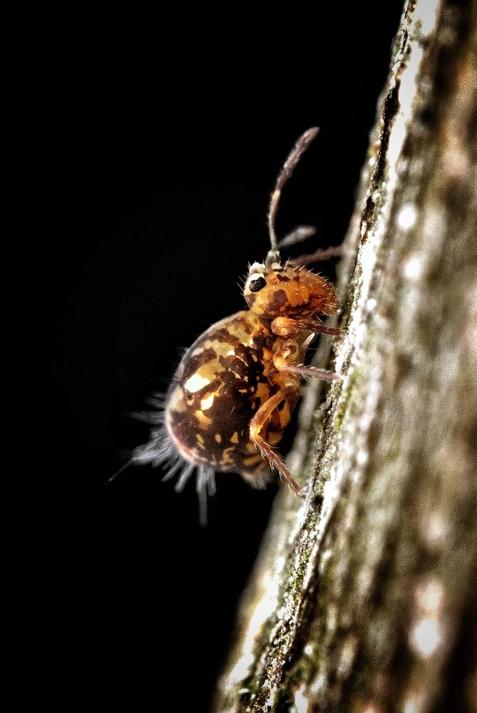 Photograph by Lorenzo Devos