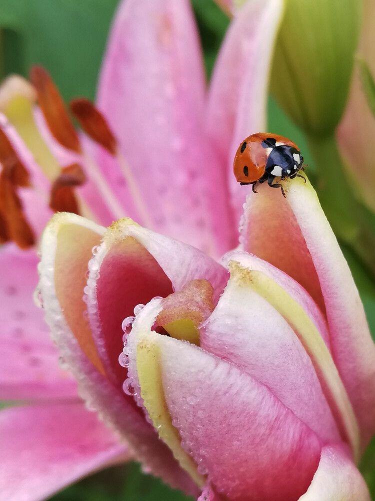 Photograph by Ульяна Кузьмина