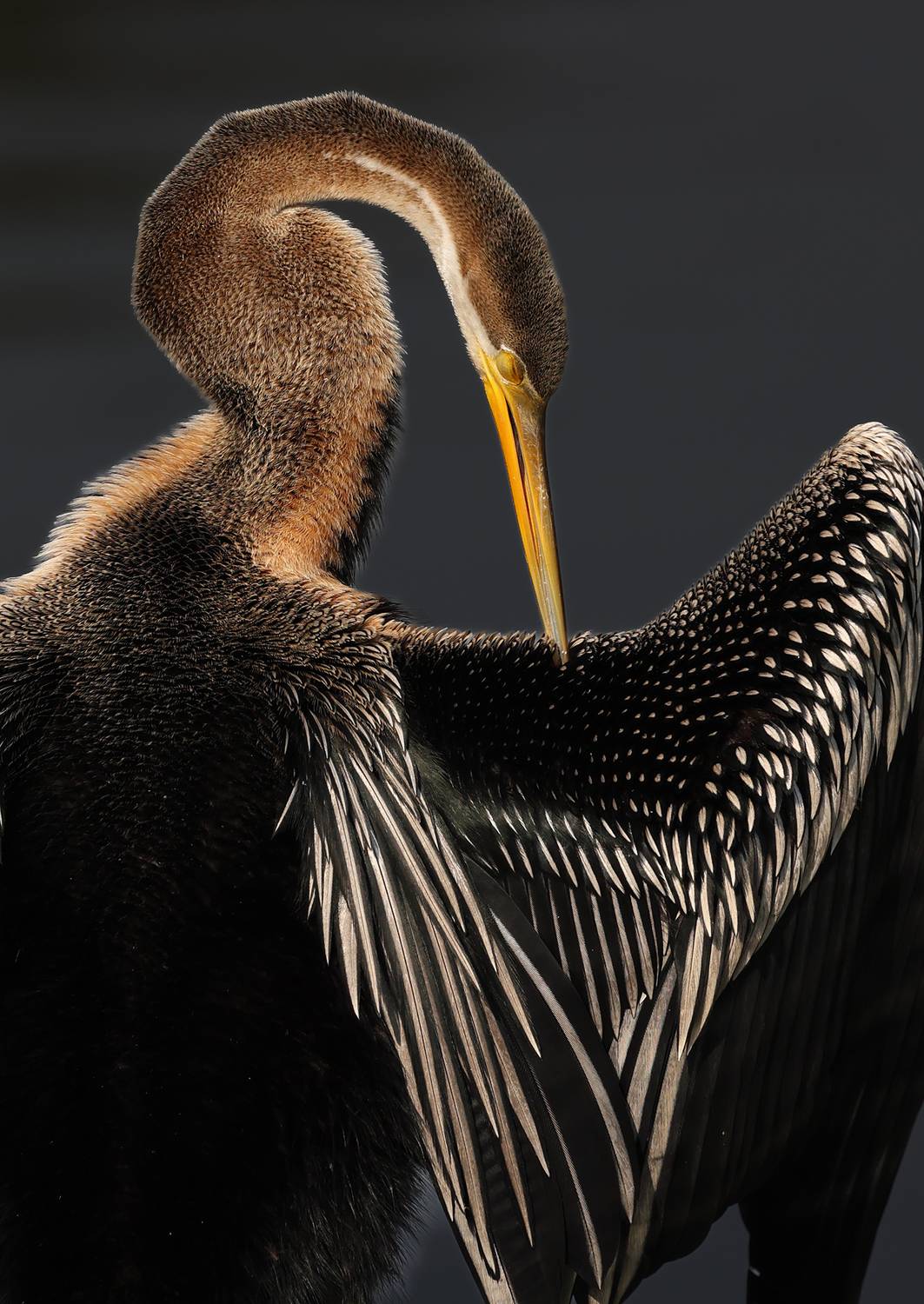 Фотография #13344565