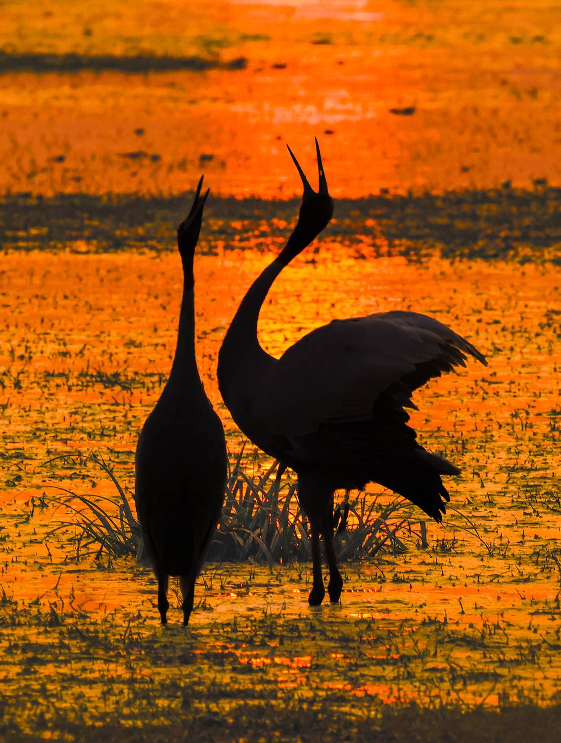 Фотография #13344571