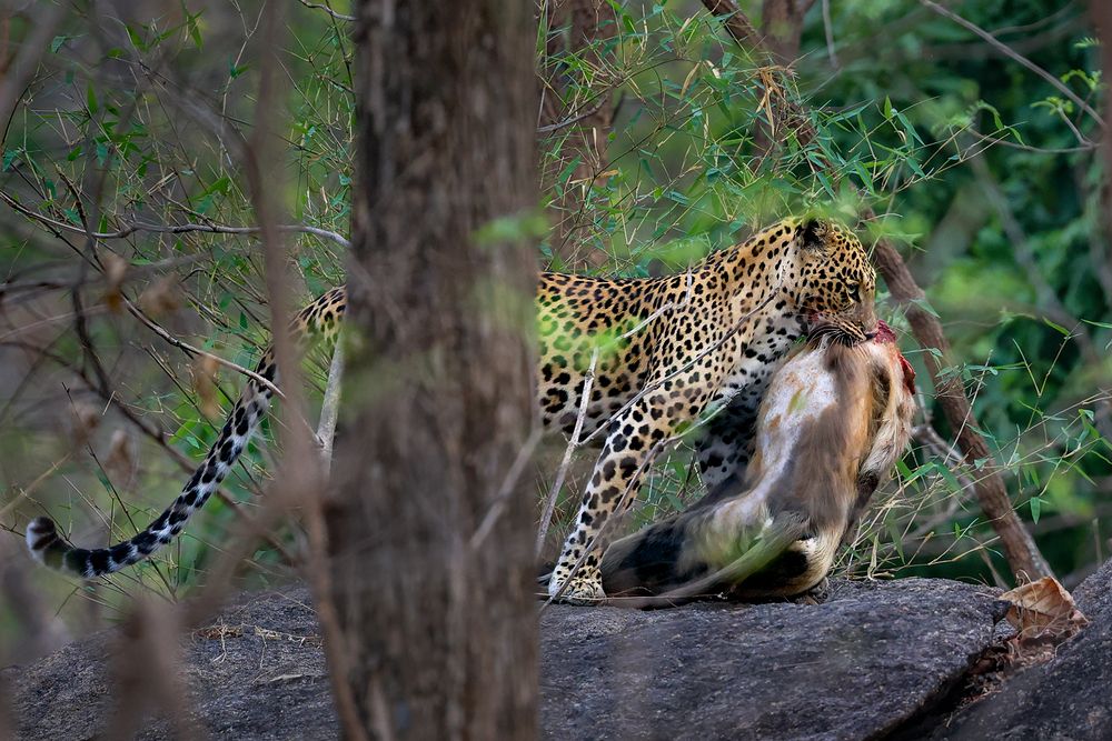 Фотография автора Dhananjay Thakur
