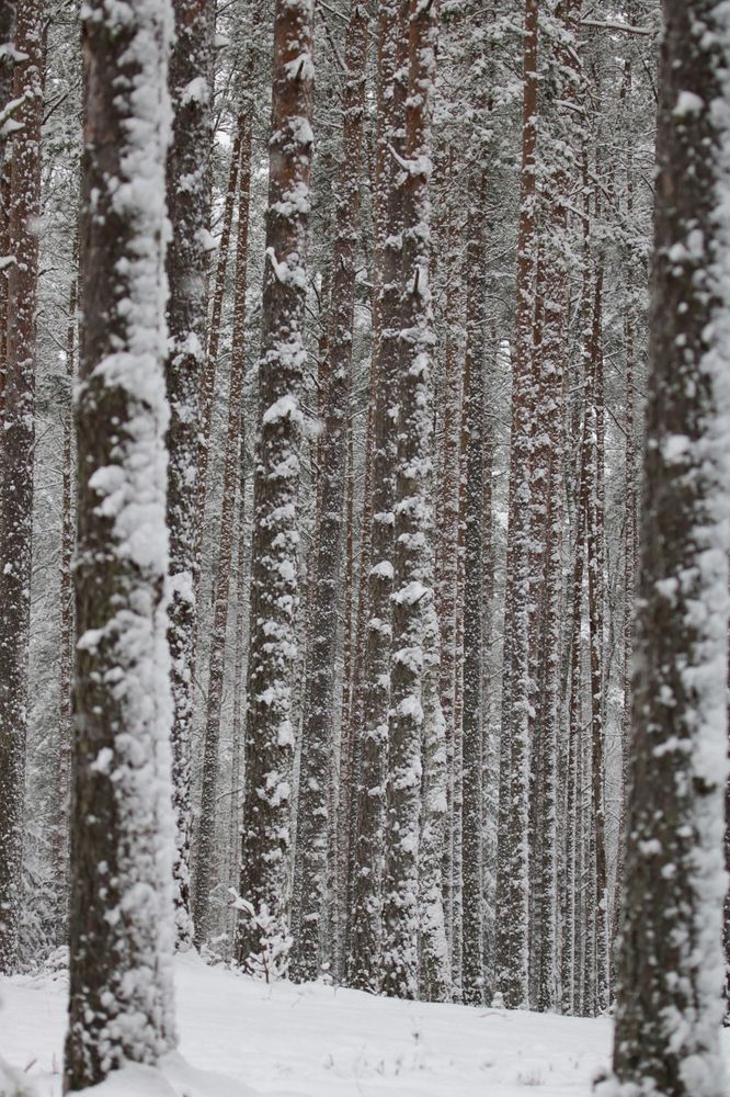 Photograph by Надежда Зайцева