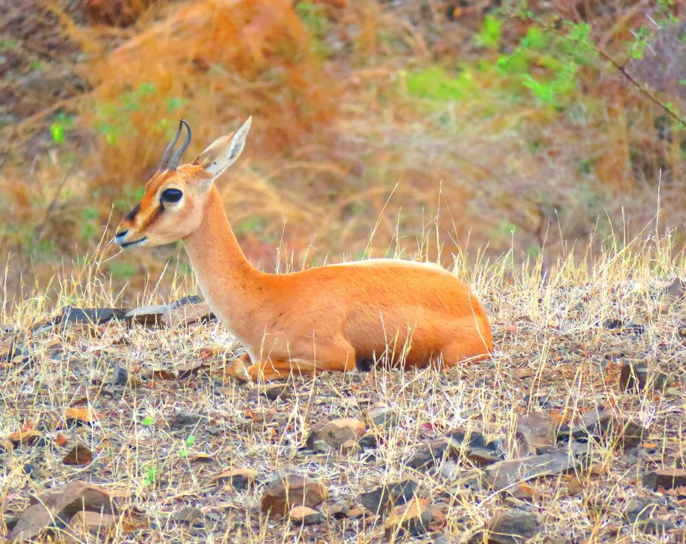 Sub-adult gazelle quietly sits and watches