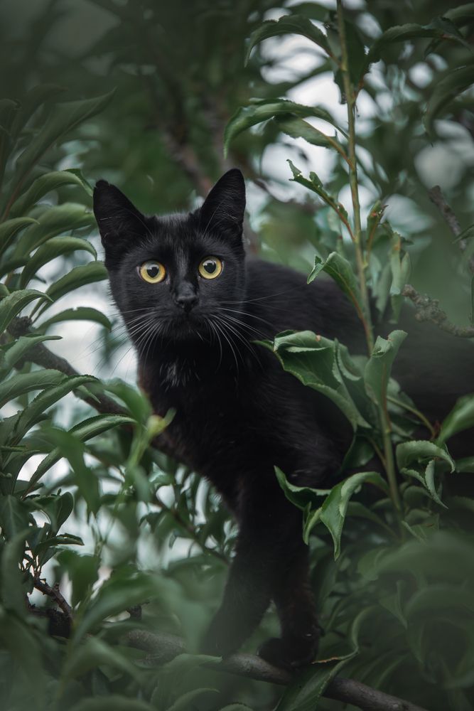 Кошка Муха