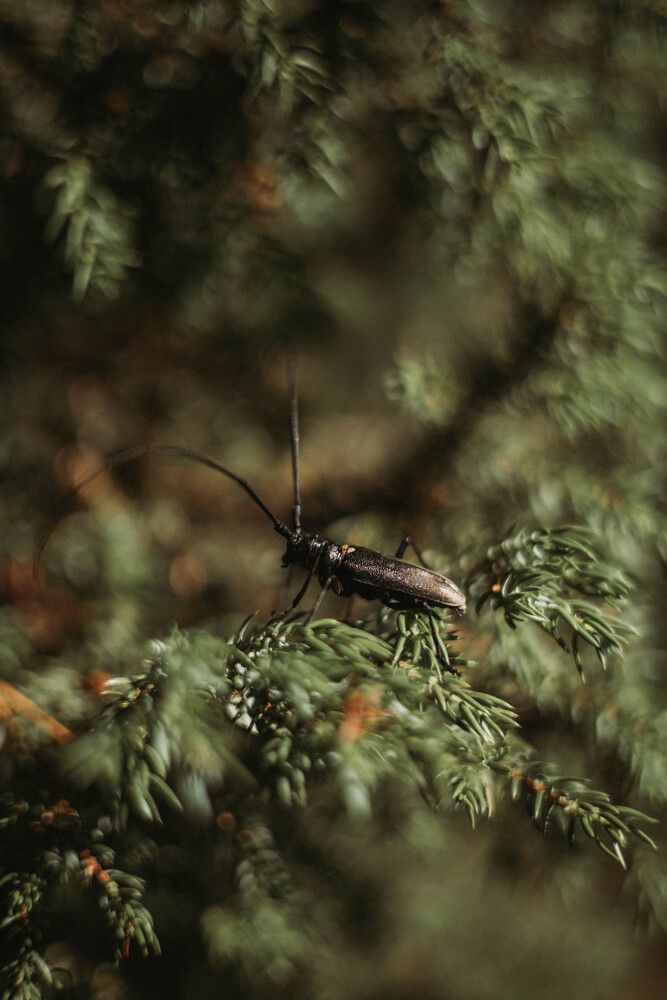 Photograph by Ирина Легкая