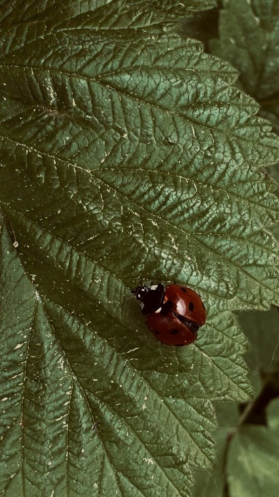 Photograph by Светлана Родионова