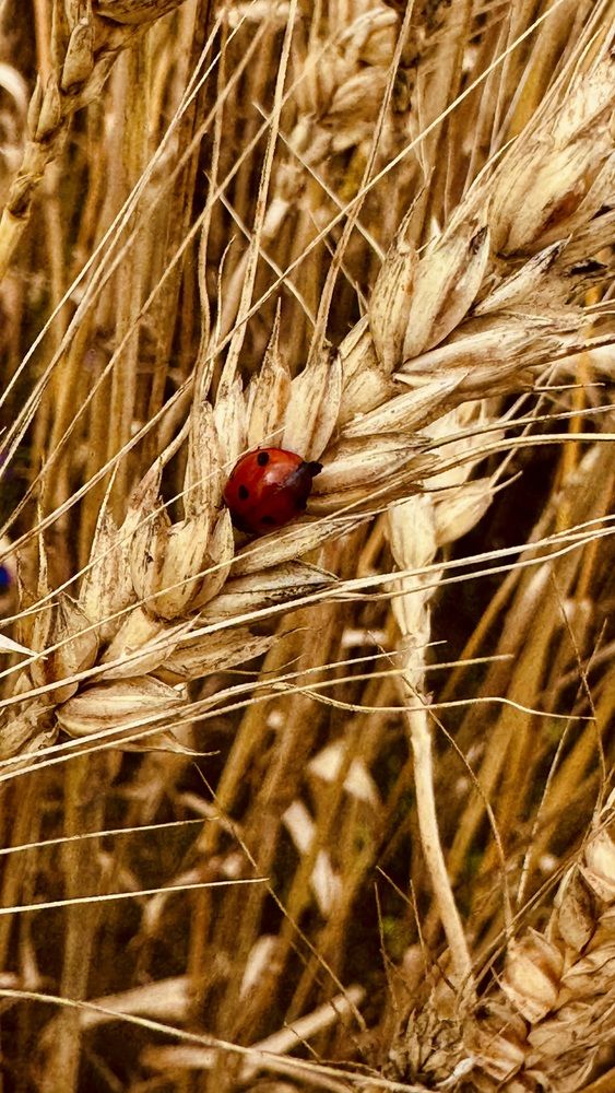 Photograph by Светлана Родионова
