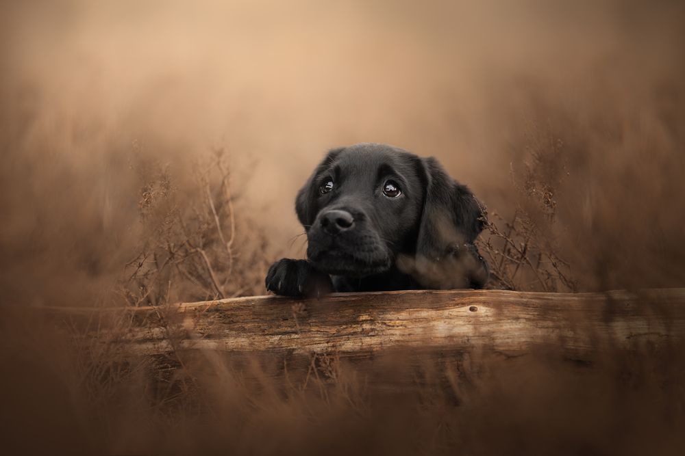 Photograph by Jessy Loos