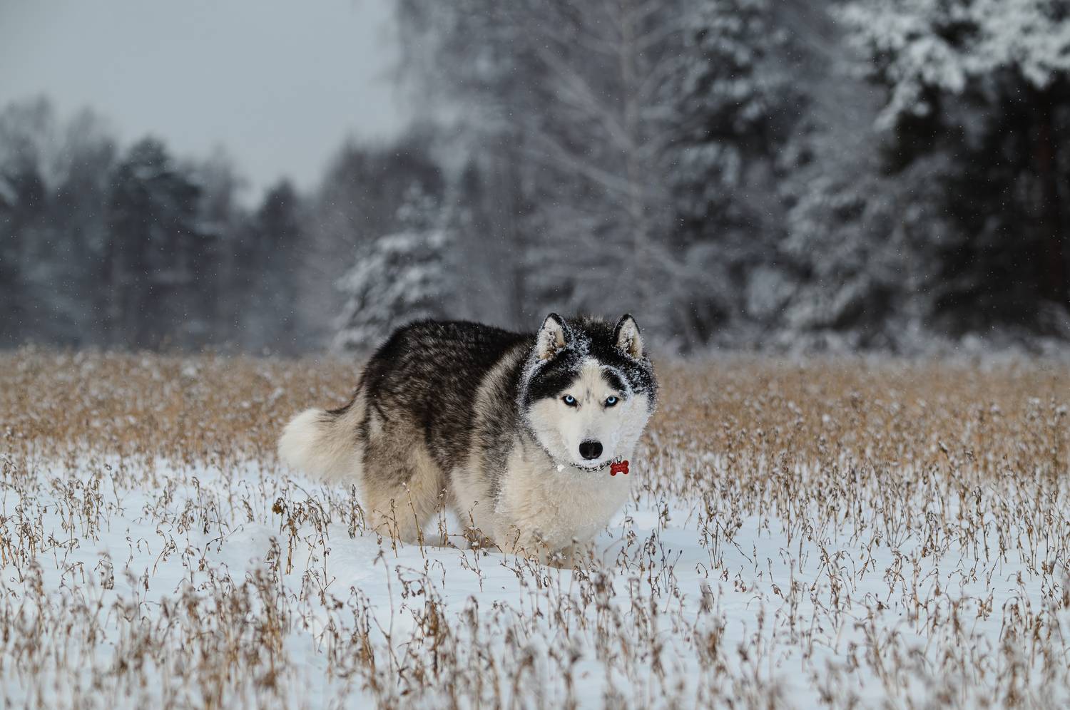 Фотография #13345096