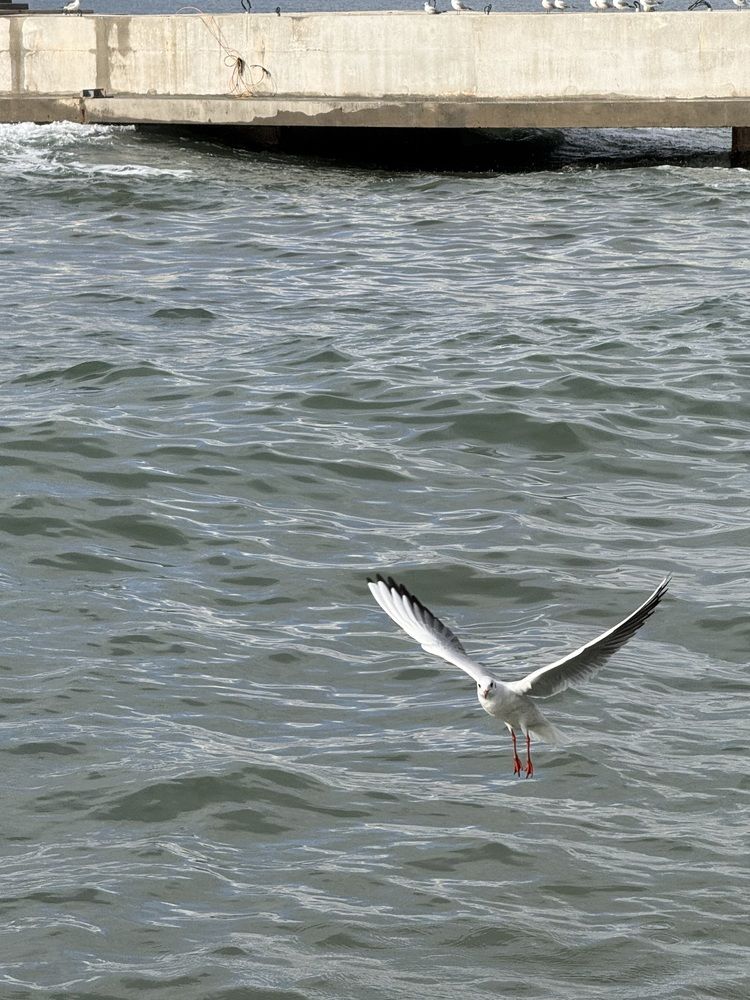 Photograph by Ксения