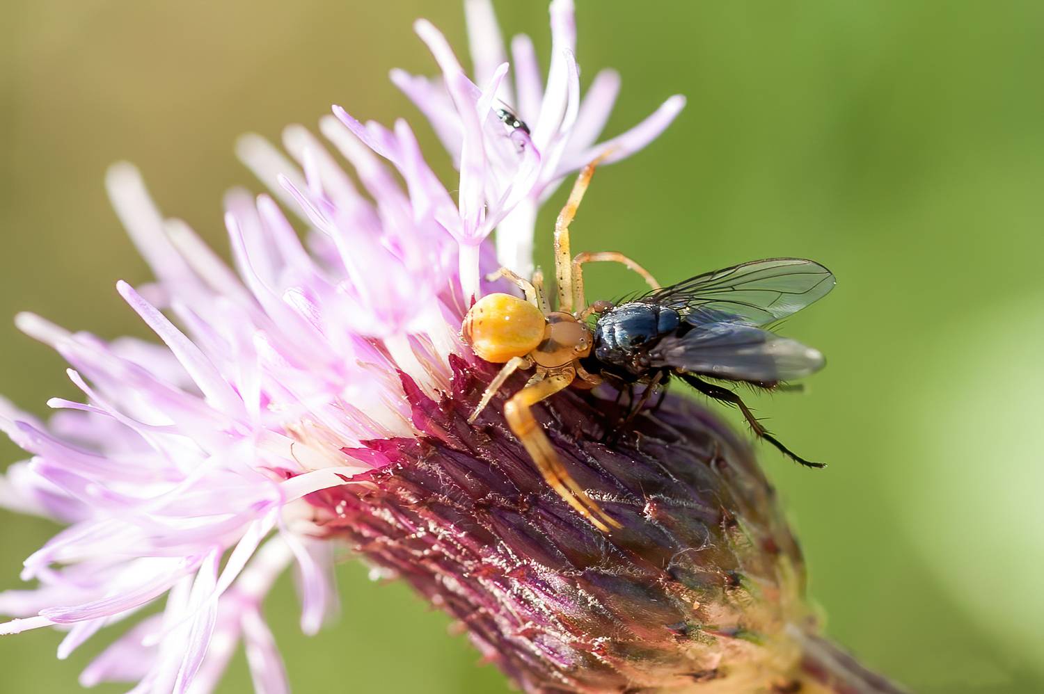 Удачная охота. Удачная охота.