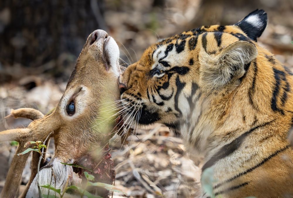 Photograph by Nitin Baste