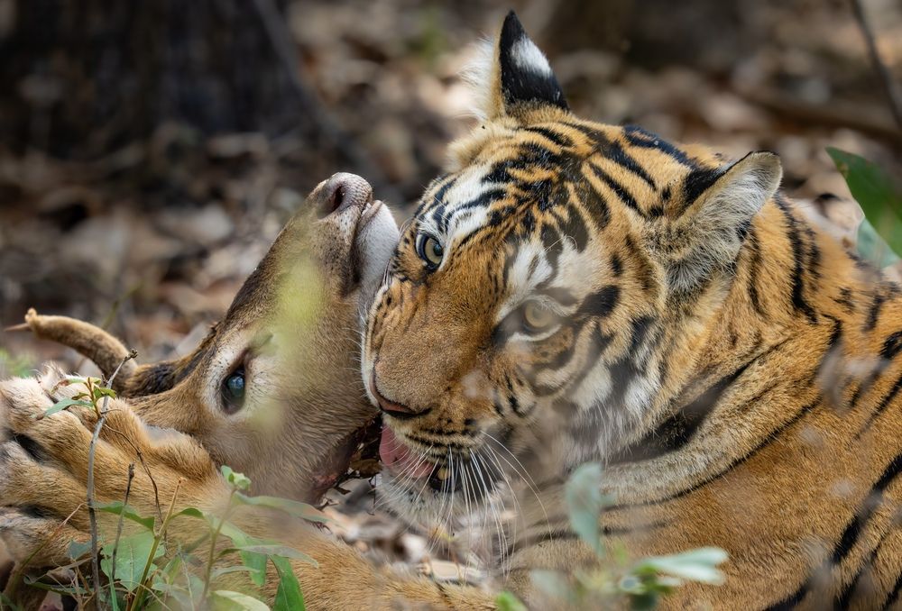Photograph by Nitin Baste