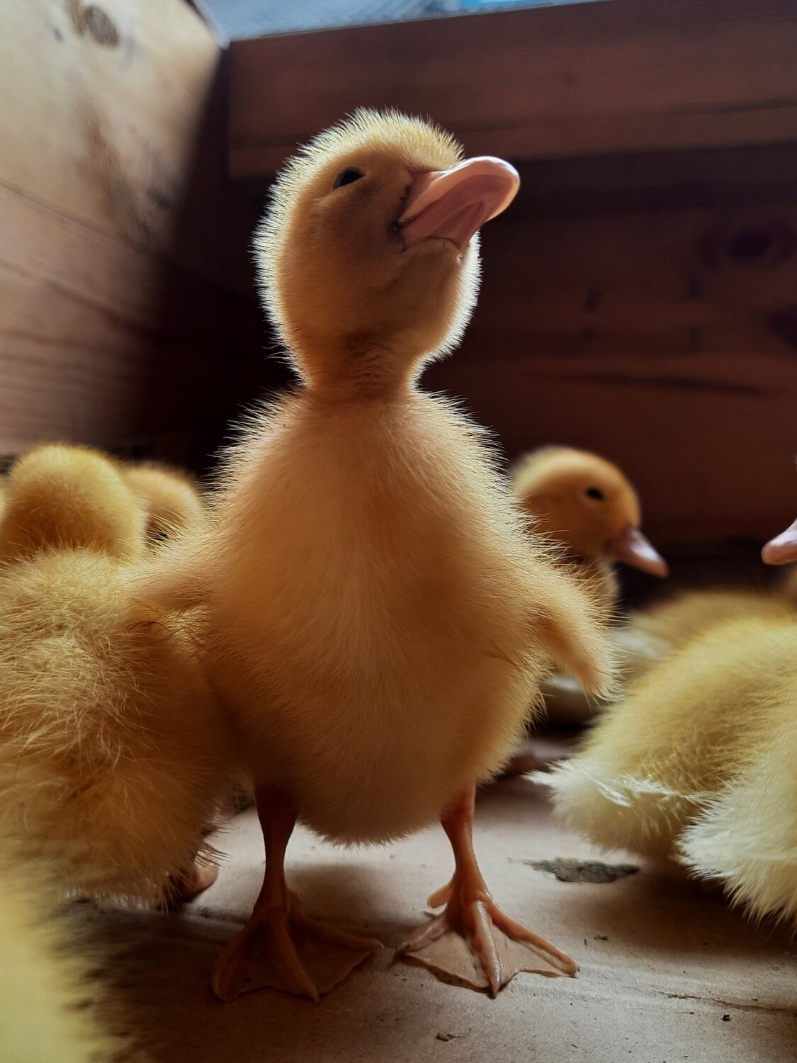 Photo #13345443