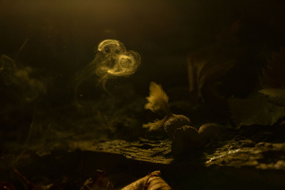Photograph by Наталья Илюхина