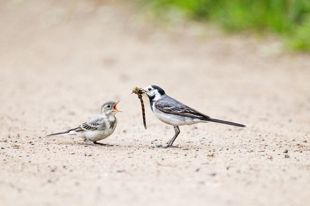 Photograph by Гукасян Геворк