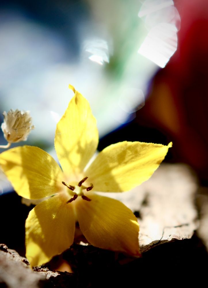 Photograph by Alexandra Ivanchikova