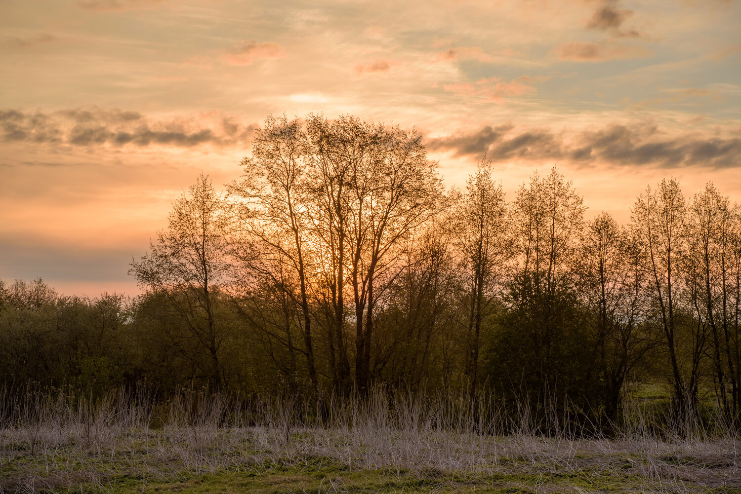 Photo #13345772
