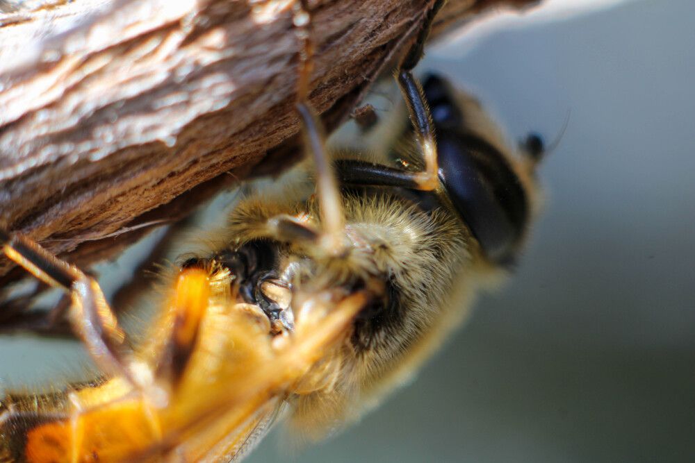 Bee from my garden.