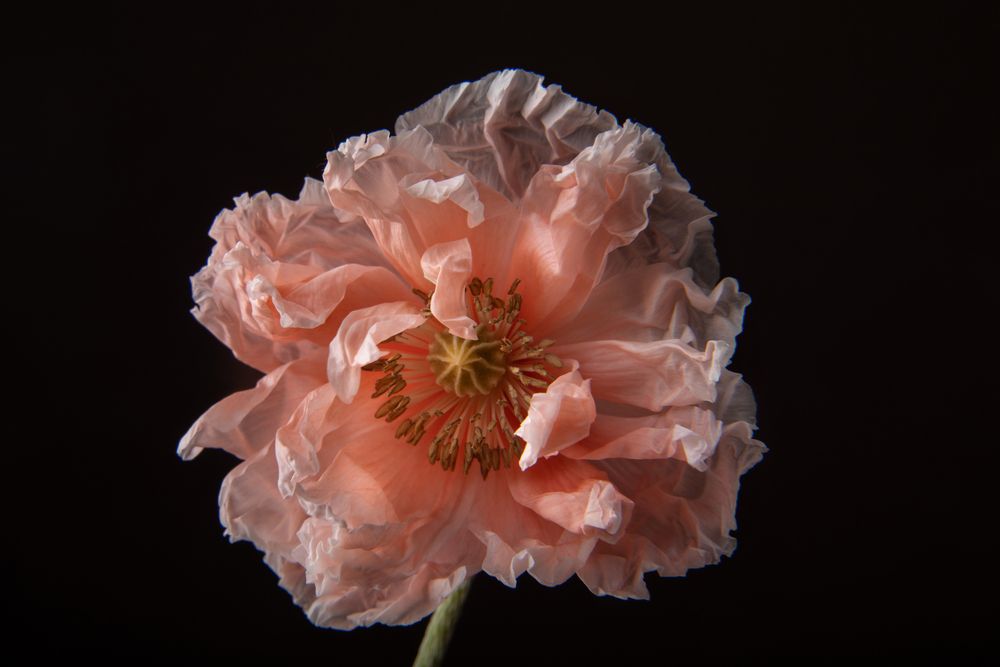 Photograph by Юлианна Митрофанова