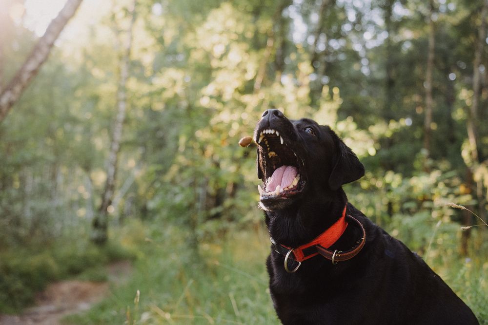 Photograph by Kate Entsi
