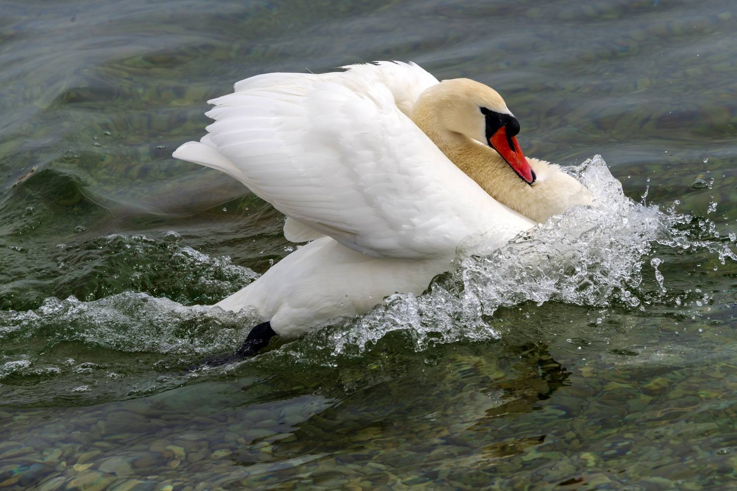 На всех парусах