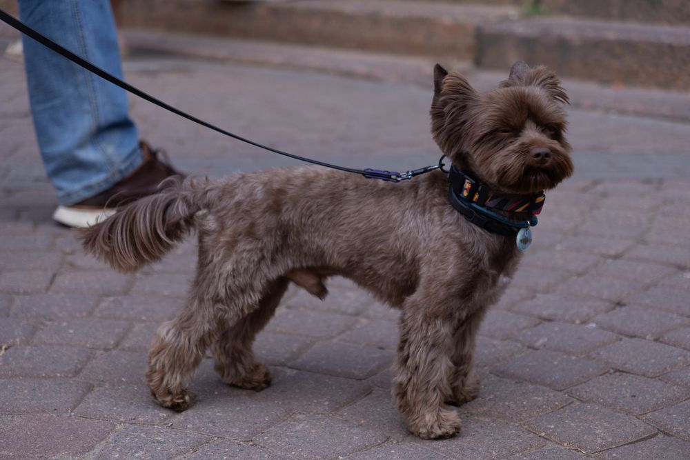 Photo #13345893