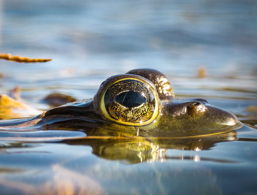 Golden Watcher of the Waterline