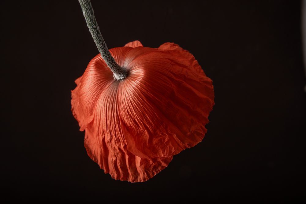 Photograph by Юлианна Митрофанова