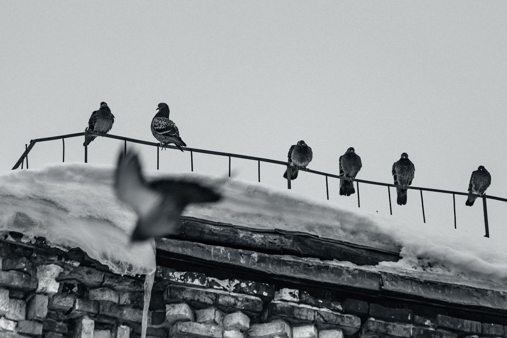 Photo #13346143