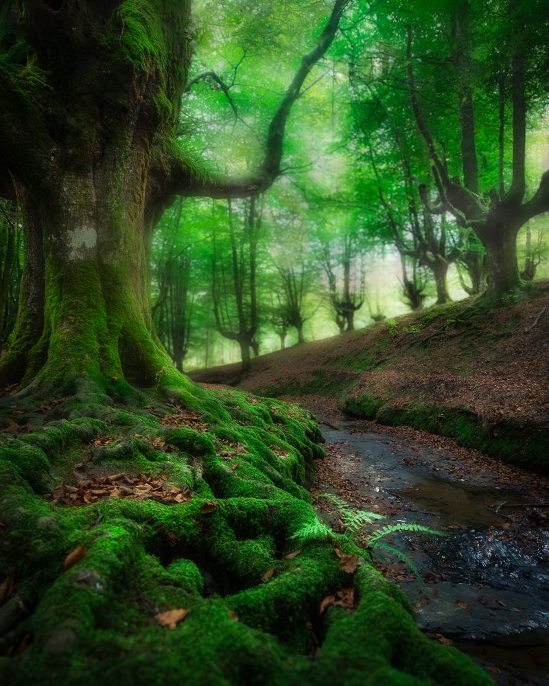 Fairytale Forest