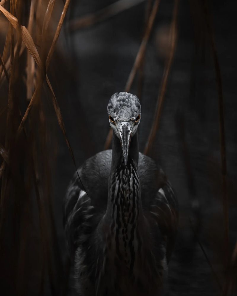Photograph by Rémi Seznec