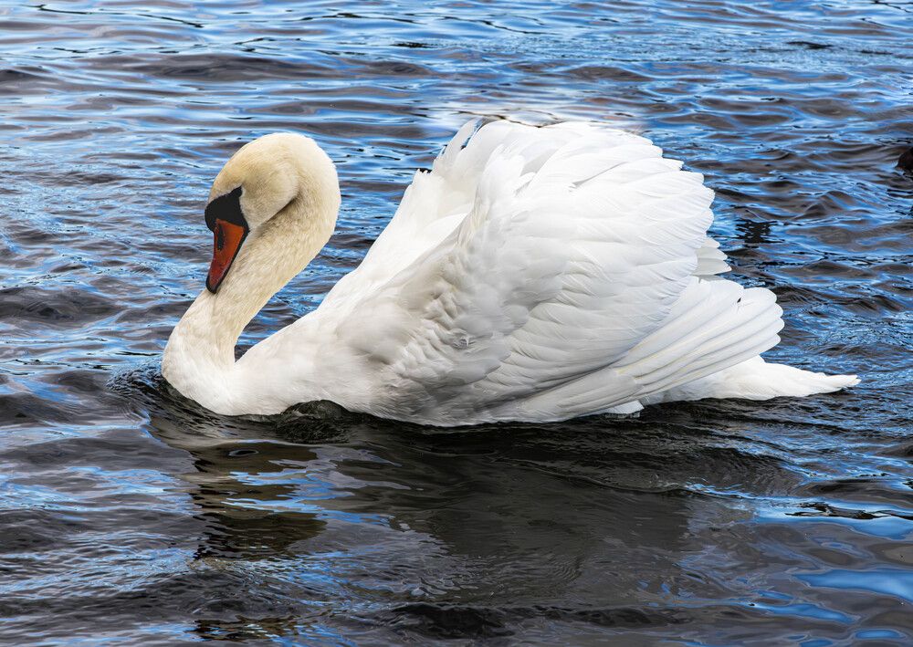 Лебедь белая.