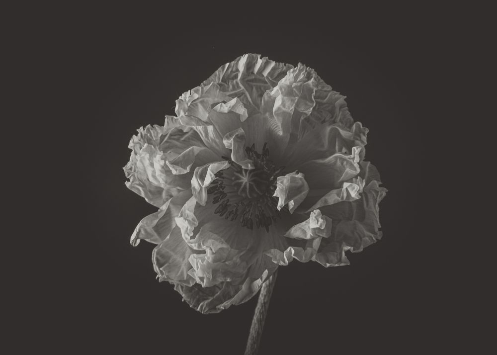 Photograph by Юлианна Митрофанова