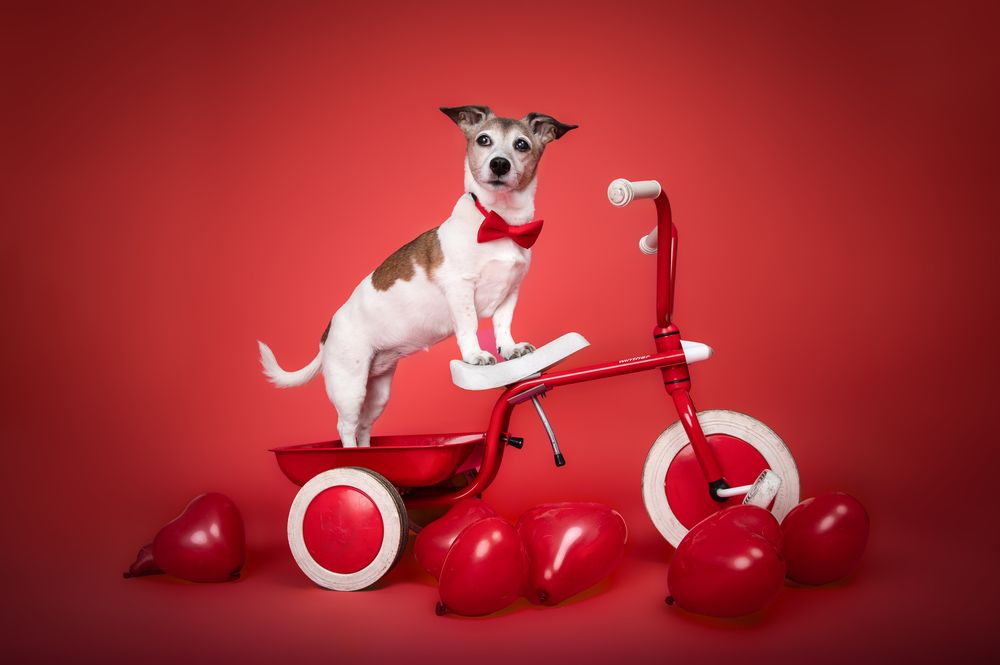Be my valentine