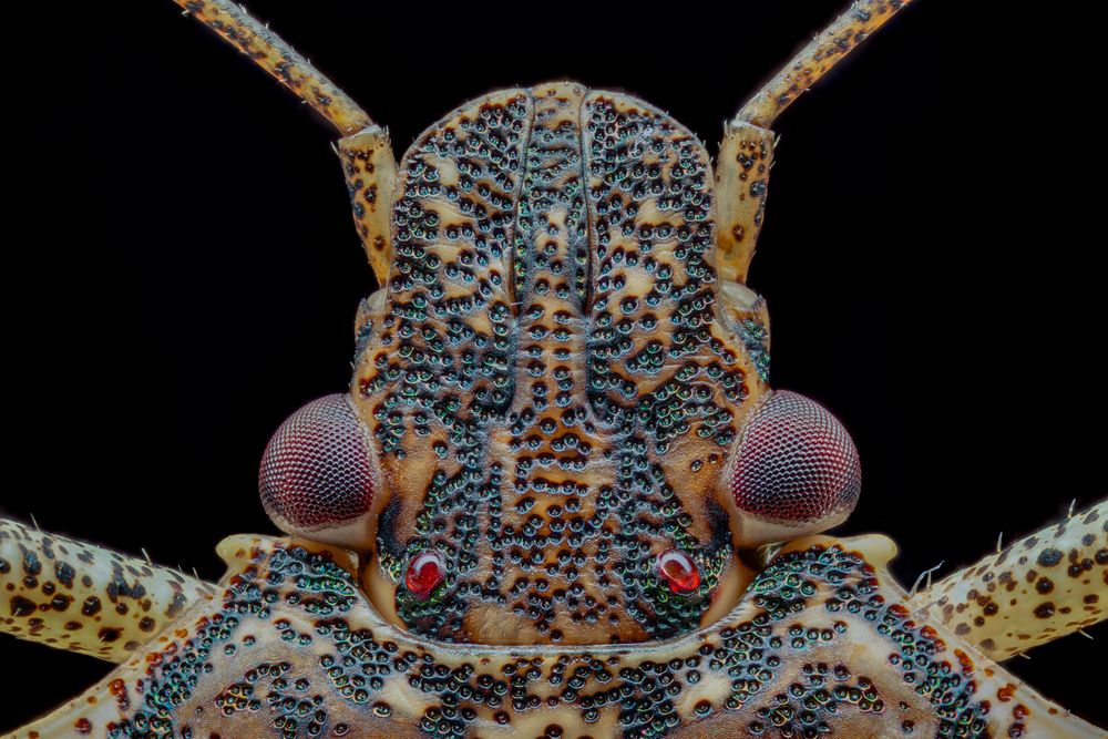 Brown Marmorated Stink Bug