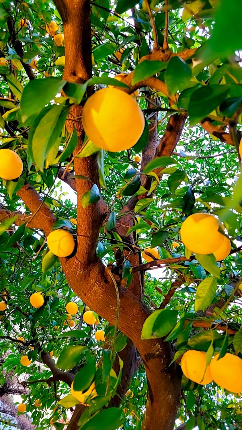 Citrus Planets — Day Orbit Citrus Planets — Day Orbit