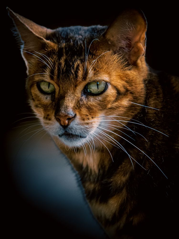 Photograph by Gergely Janovszky