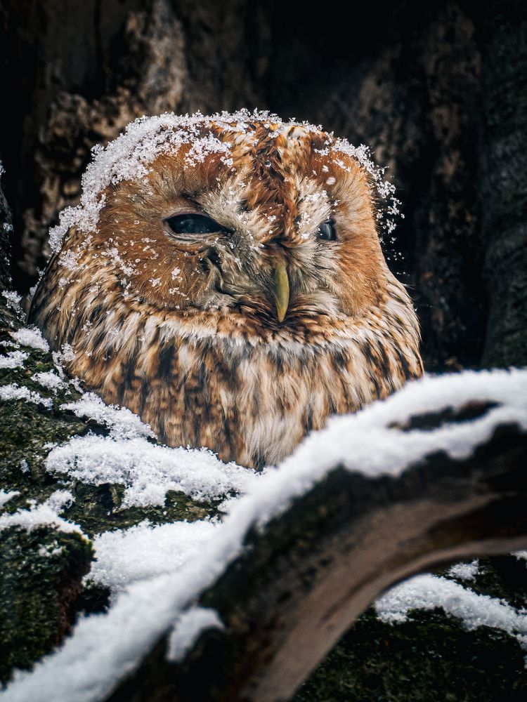 Фотография автора Gergely Janovszky