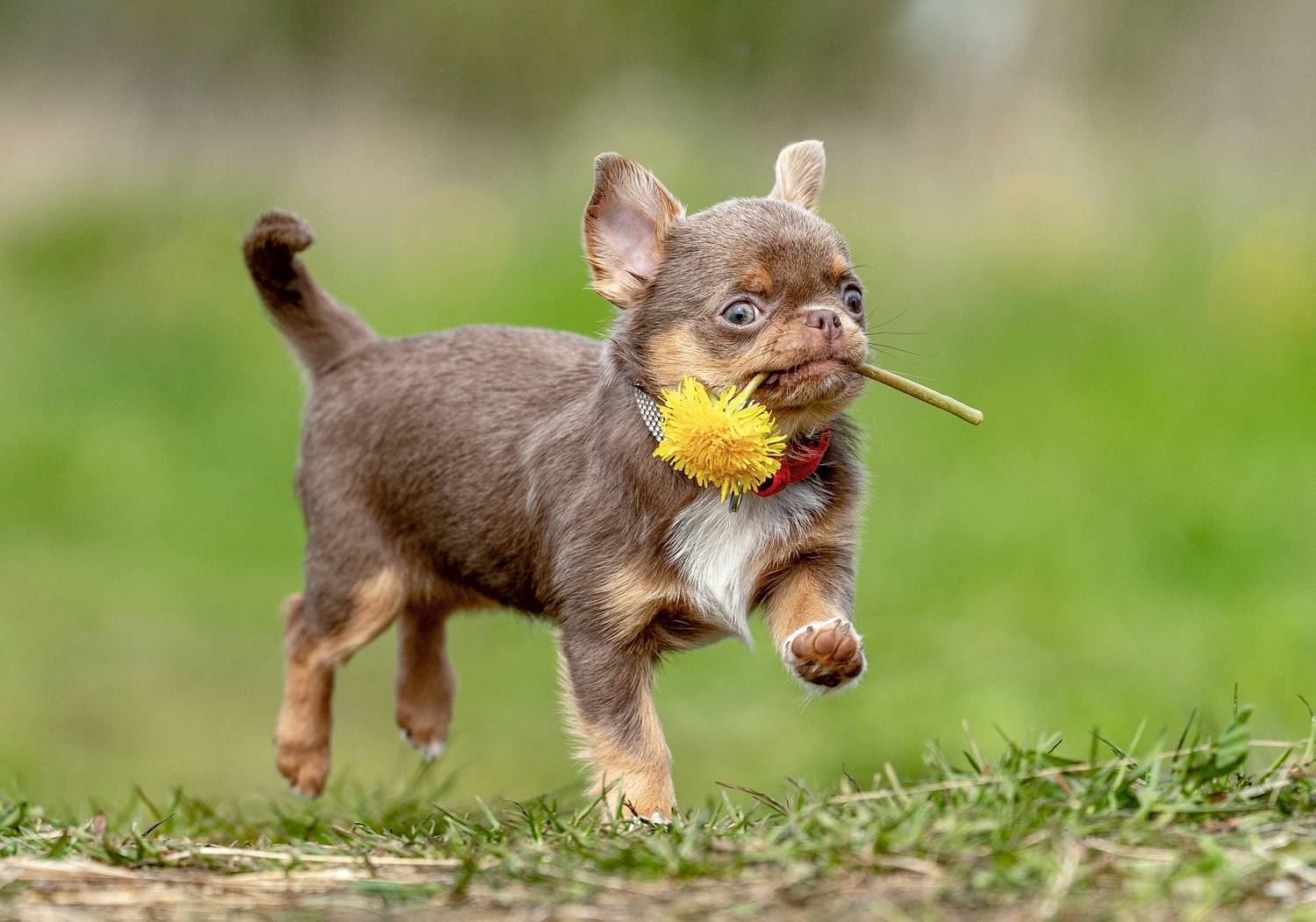 Фотография #13346540