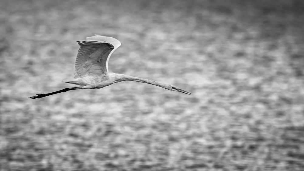 Фотография автора Gergely Janovszky