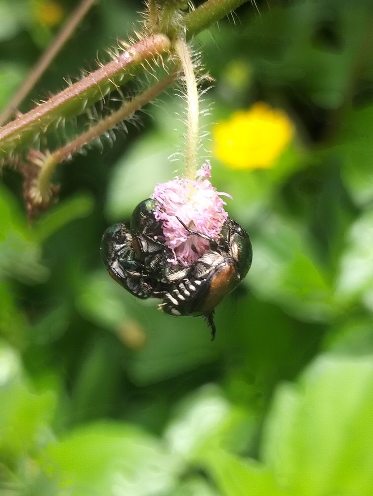 Three Bettle In A Wild Flower after Rain