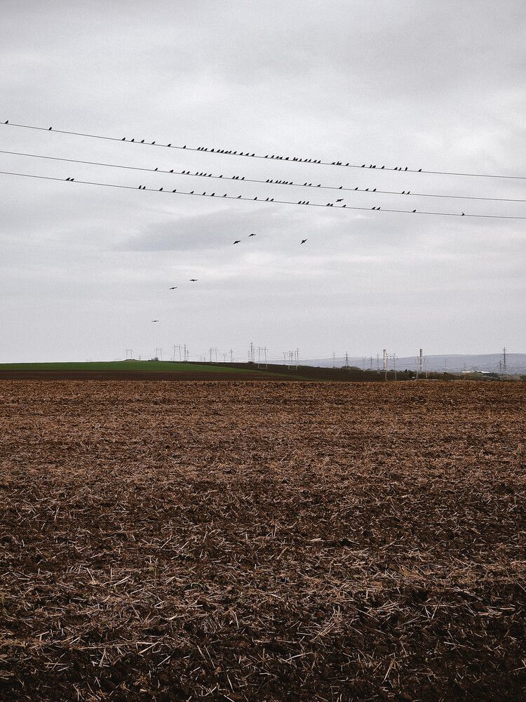 The field