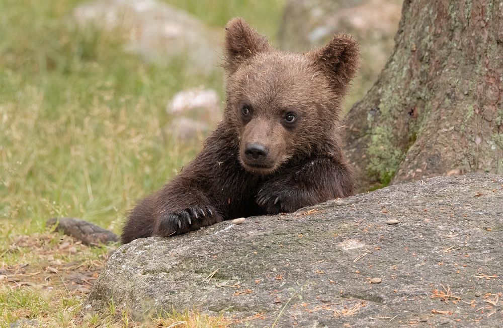 Brown Bear cabs