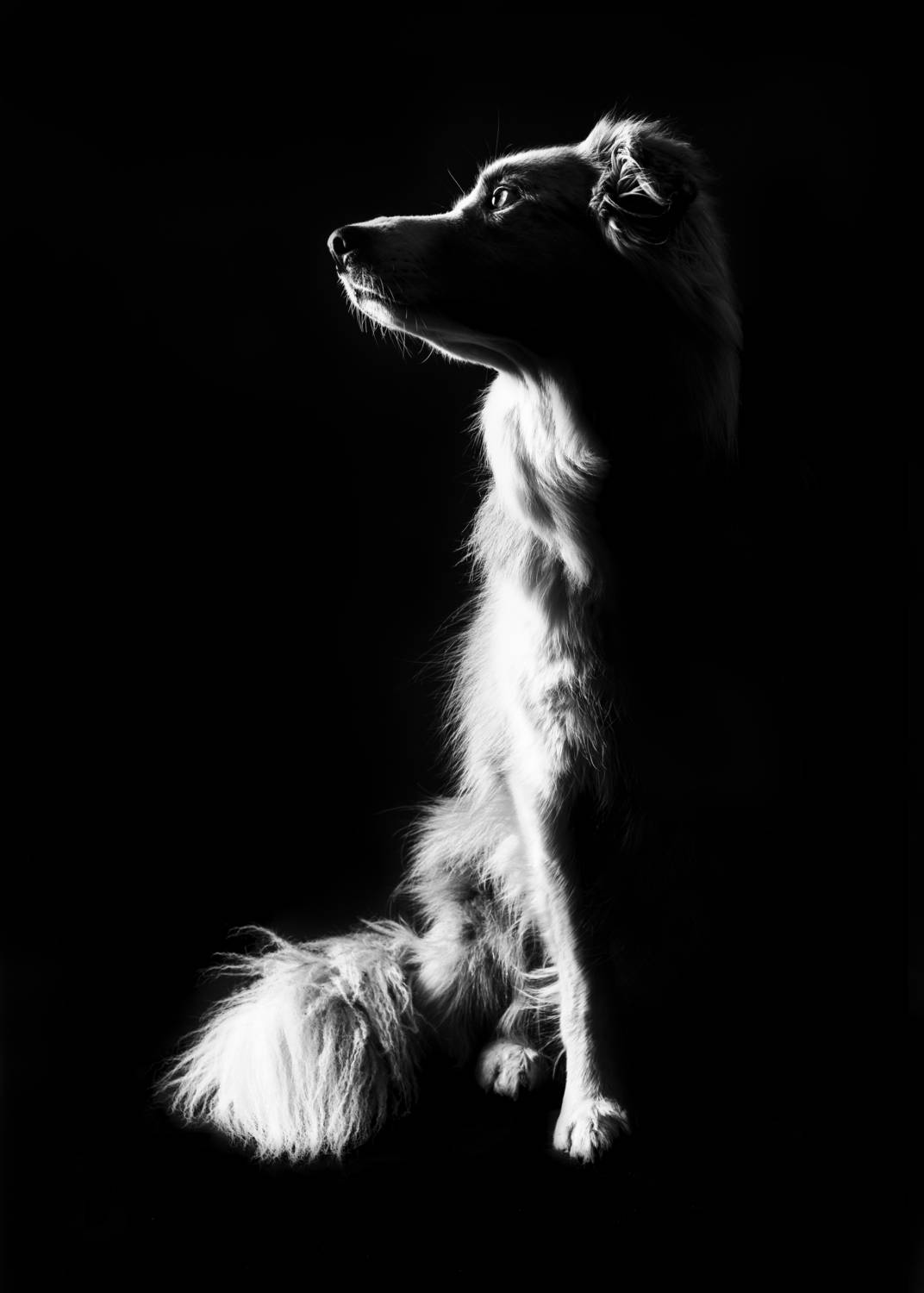 Silent Strength Silent Strength